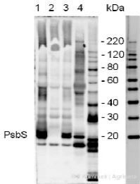 PsbS | 22 kDa Lhc-like PSII protein (chicken) in the group Antibodies Plant/Algal / Photosynthesis / PSII (Photosystem II) at Agrisera AB (Antibodies for research) (AS03 032)
